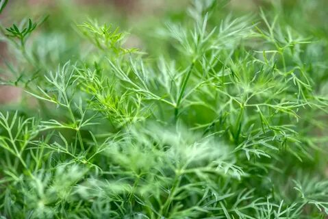 خرید سبزی شوید خشک صادراتی با پایین ترین نرخ بازار